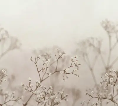 Julia — Blush