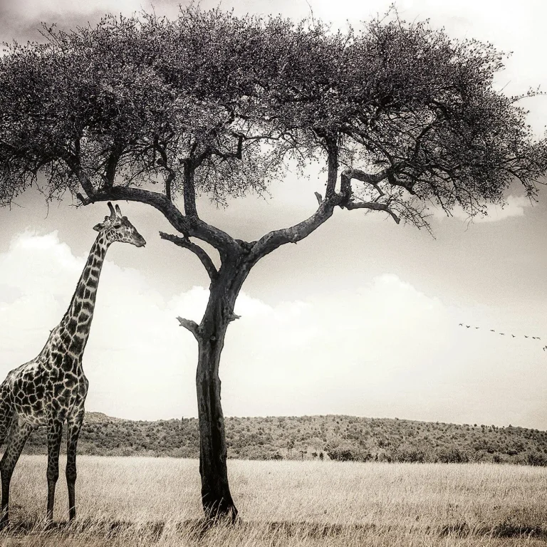 Giraffe Safari - Wall Mural 5084 - 4 Panel - 192cm x 260cm — Ảnh 4