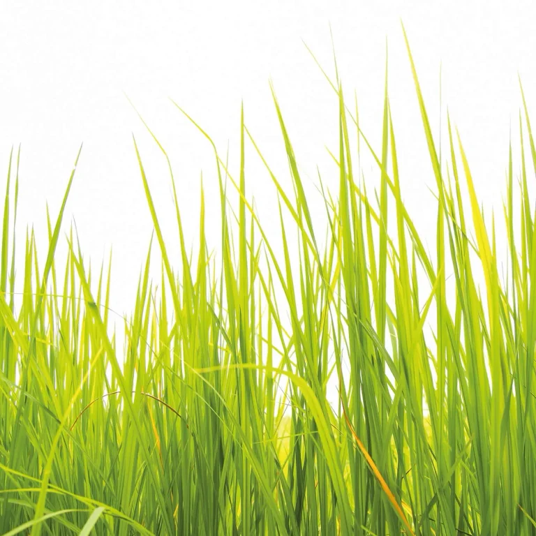 High Grass - Wall Mural 5447 - 4 Panel - 192cm x 260cm — Ảnh 3