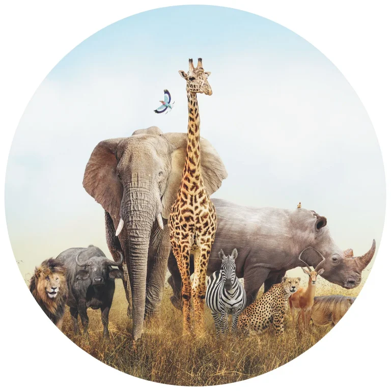 African Elephant - Wall Mural 5521 - Round - 144cm diameter — Image 2