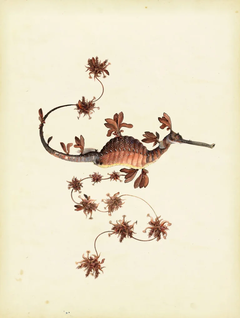 Blooming Seadragon Pine — Ảnh 5