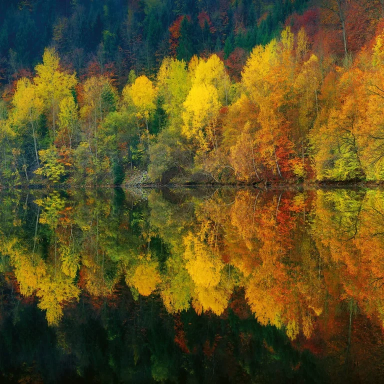 Autumn Forest Lake - Wall Mural 5067 - 8 Panel - 384cm x 260cm — Image 2