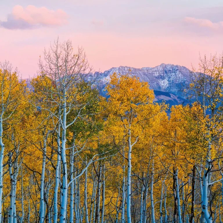 Birches and Mountains - Wall Mural 5066 - 4 Panel - 192cm x 260cm — Ảnh 4