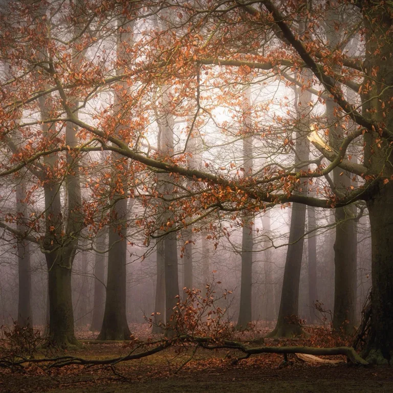 Misty Autumn Forest - Wall Mural 5450 - 4 Panel - 192cm x 260cm — Ảnh 4