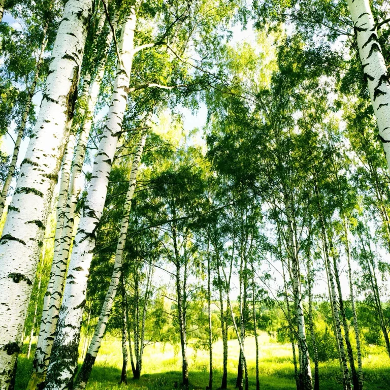 Sunshine Forest - Wall Mural 5429 - 4 Panel - 192cm x 260cm — Ảnh 4