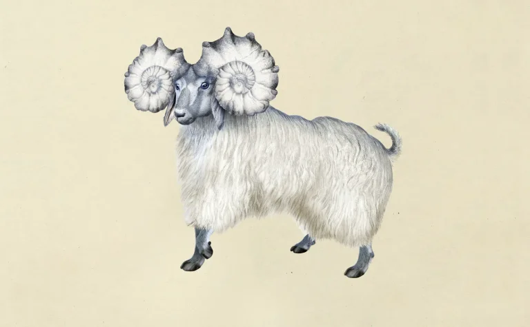 Pogo Goat Bone — Image 6