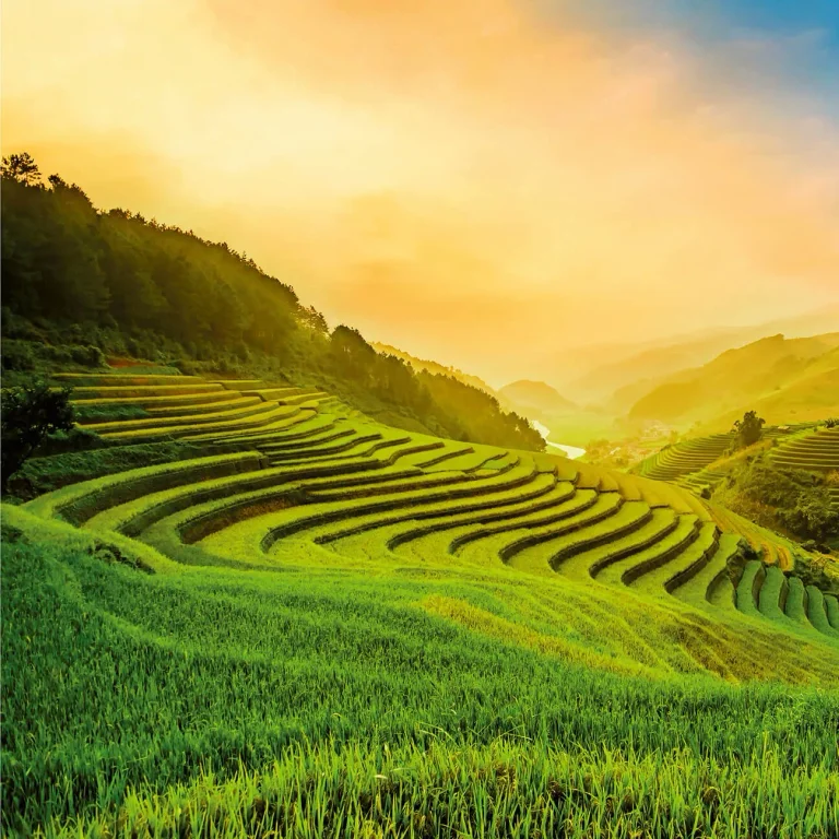 Terraced Rice Field In Vietnam - Wall Mural 5032 - 8 Panel - 384cm x 260cm — Ảnh 4