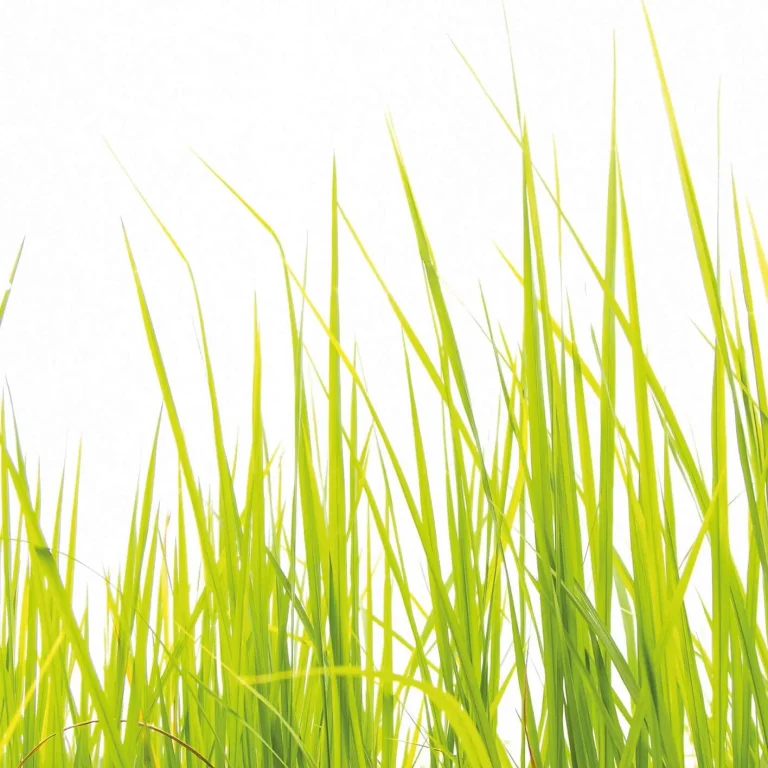 High Grass - Wall Mural 5447 - 4 Panel - 192cm x 260cm — Ảnh 4