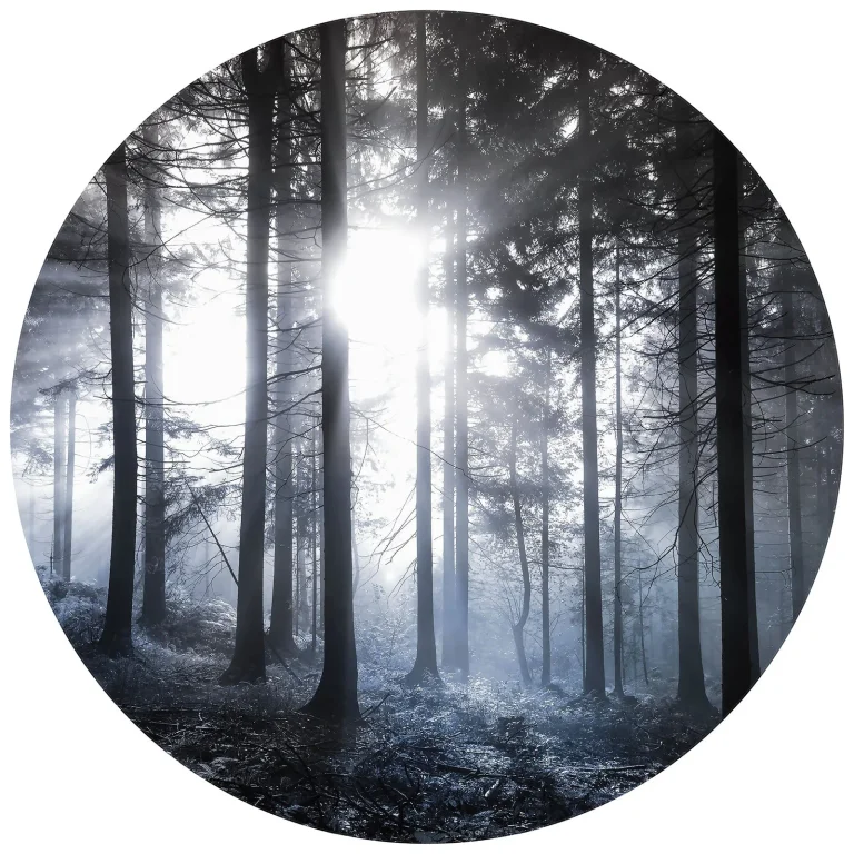 Sunshine In The Woods - Wall Mural 5533 - Round - 144cm diameter — Ảnh 2