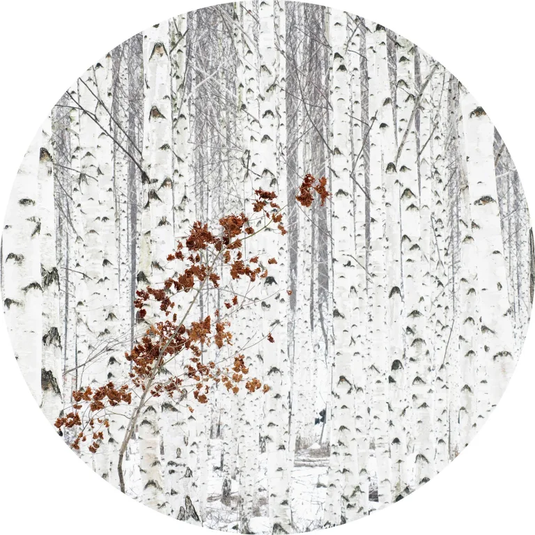 White Birch Forest - Wall Mural 5104 - 4 Panel - 192cm x 260cm — Ảnh 6