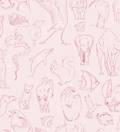 Zoology Candy