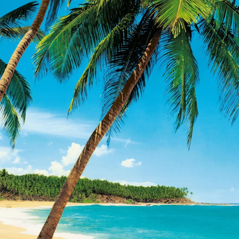 Ile Tropicale - Wall Mural 5421 - 8 Panel - 384cm x 260cm — Ảnh 4