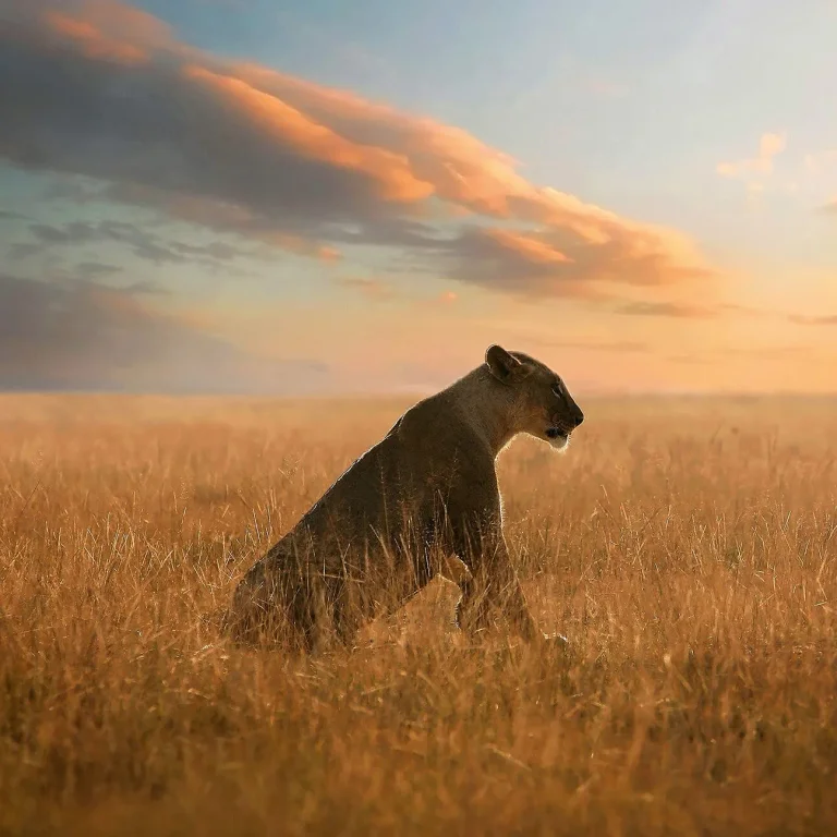 Lioness - Wall Mural 5081 - 8 Panel - 384cm x 260cm — Ảnh 2