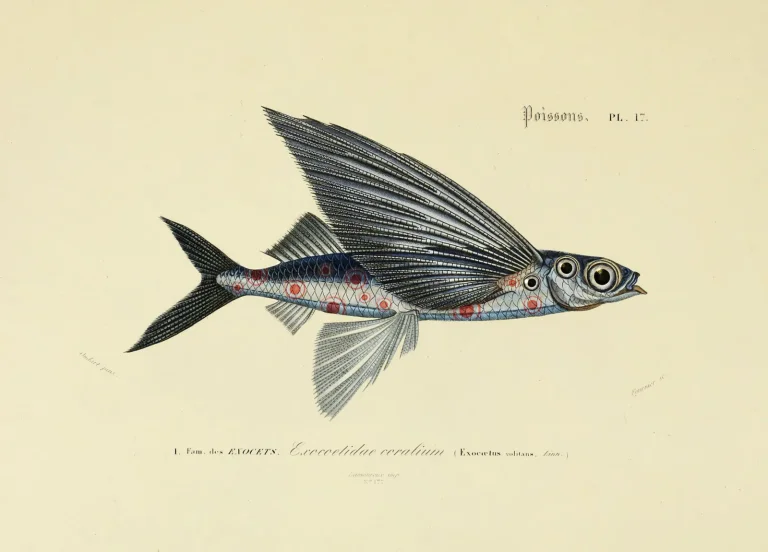 Flying Coral Fish Silver Grey — Ảnh 6