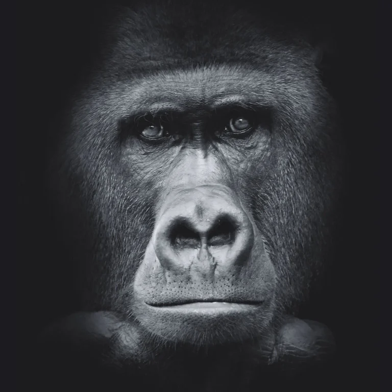 Gorilla - Wall Mural 5518 - 4 Panel - 192cm x 260cm — Ảnh 2