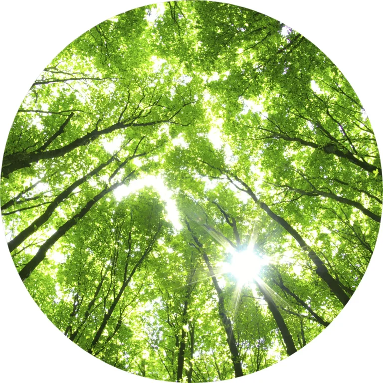 Sunny Forest - Wall Mural 5439 - 8 Panel - 384cm x 260cm — Ảnh 5