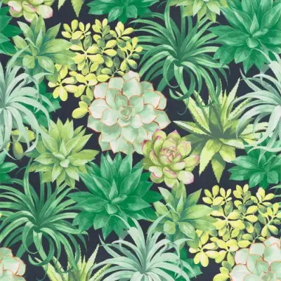 Botanica Echeveria