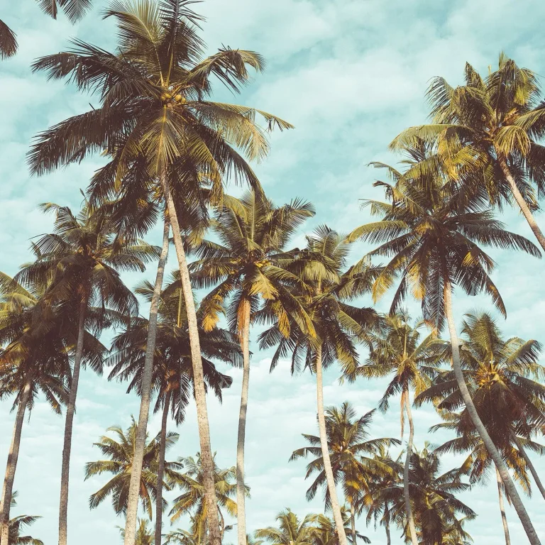 Palm Trees - Wall Mural 5522 - 4 Panel - 192cm x 260cm — Image 3