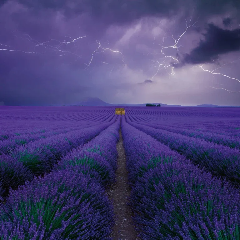 Field of Lavender - Wall Mural 5148 - 8 Panel - 384cm x 260cm — Ảnh 4