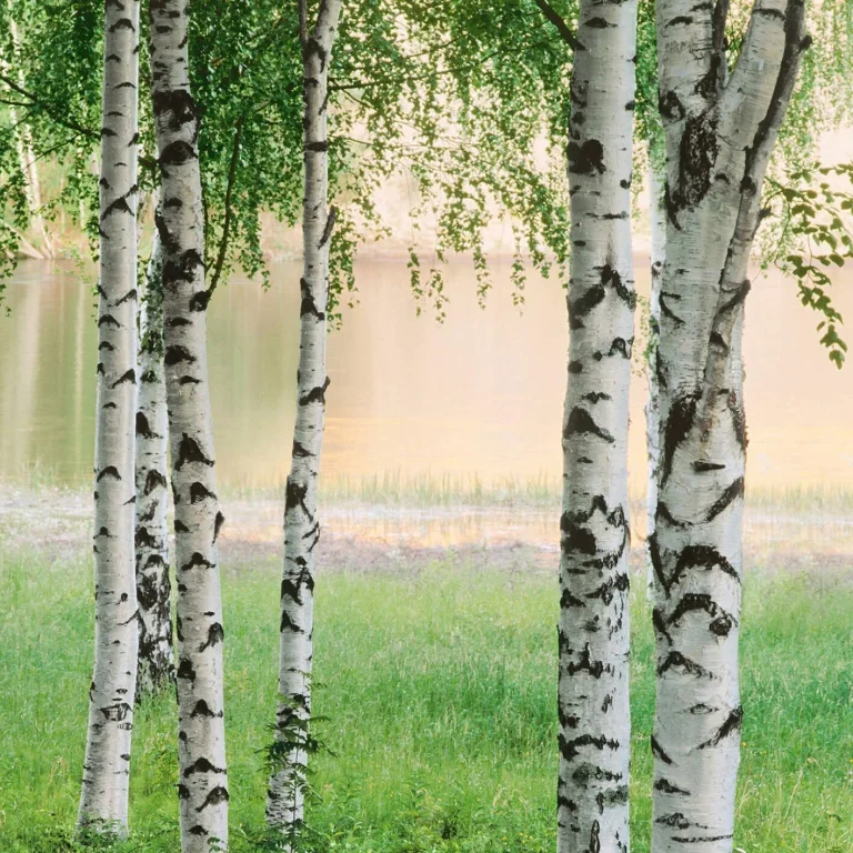 Nordic Forest - Wall Mural 5424 - 8 Panel - 384cm x 260cm — Ảnh 3