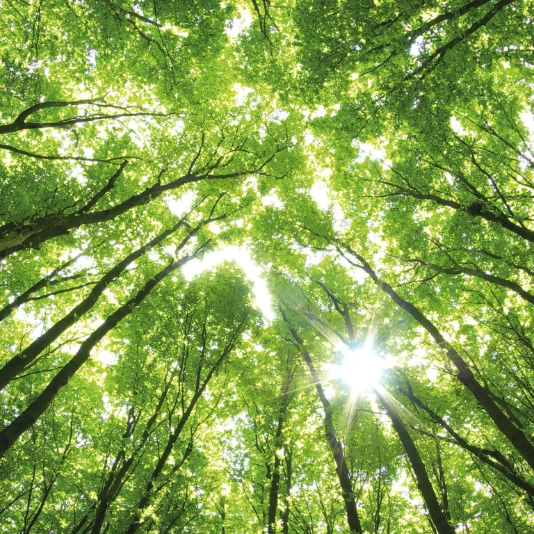 Sunny Forest - Wall Mural 5439 - 8 Panel - 384cm x 260cm — Ảnh 4