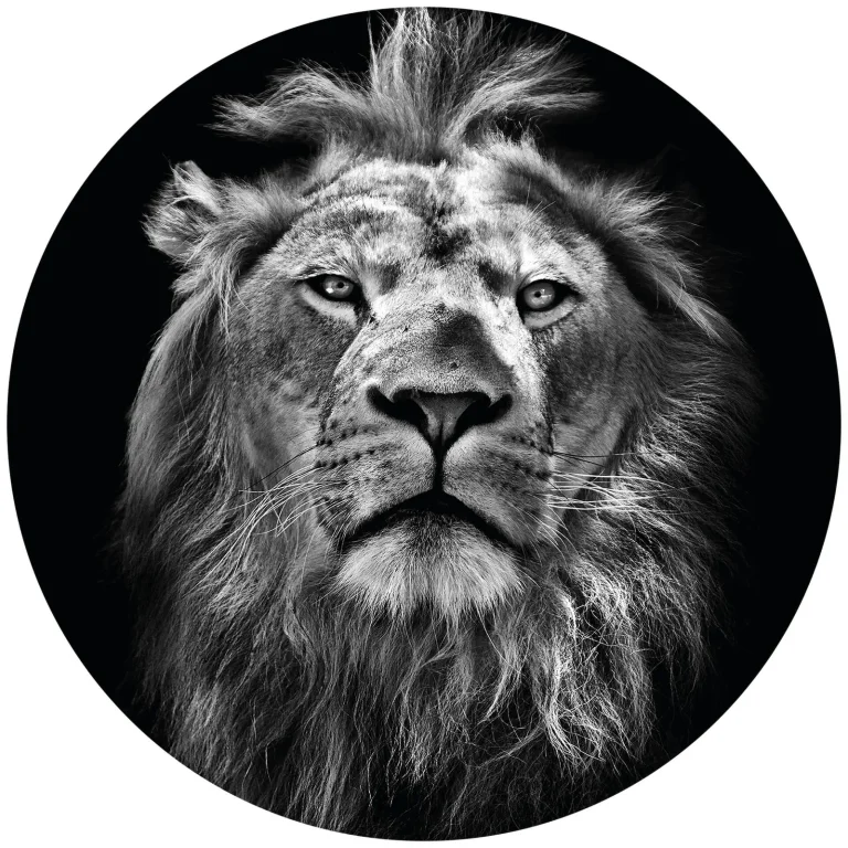Lion - Wall Mural 5488 - Round - 144cm diameter — Ảnh 2