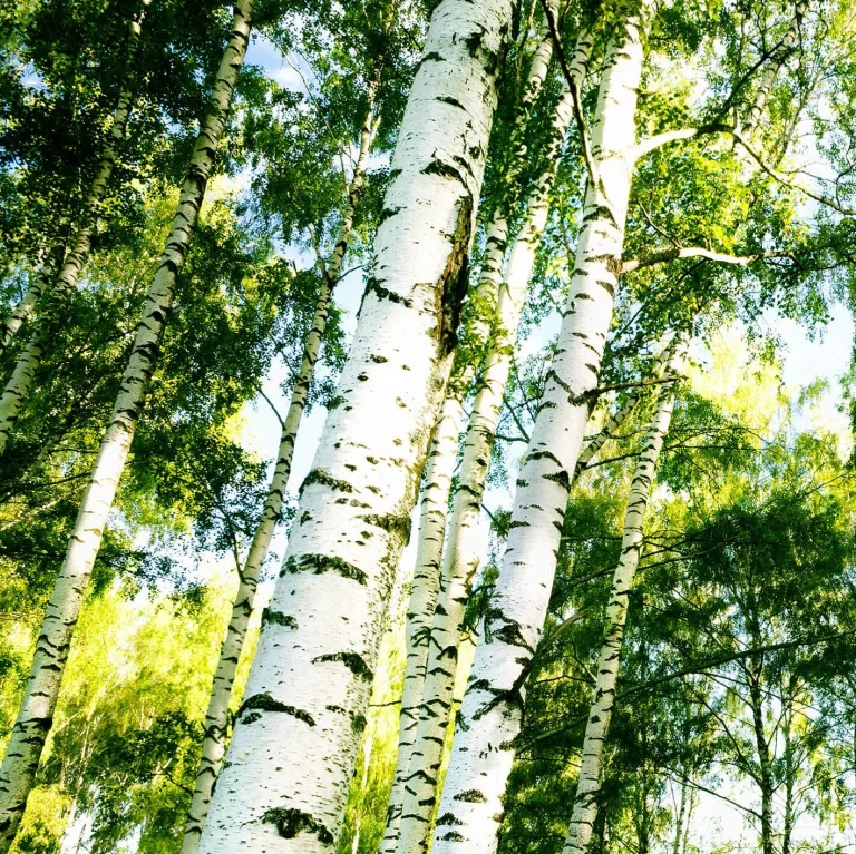 Sunshine Forest - Wall Mural 5429 - 4 Panel - 192cm x 260cm — Ảnh 3