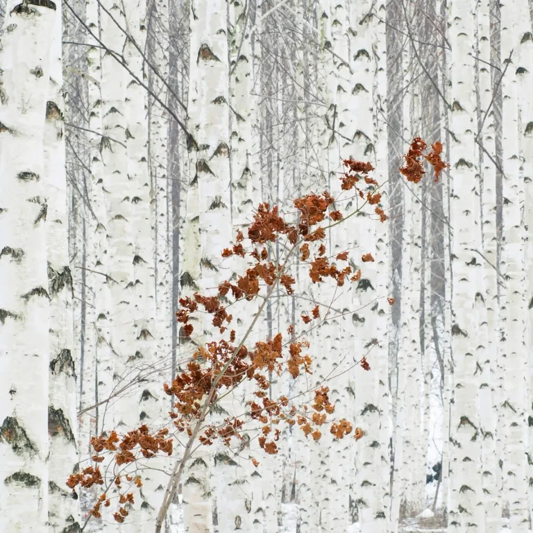 White Birch Forest - Wall Mural 5104 - 4 Panel - 192cm x 260cm — Ảnh 4