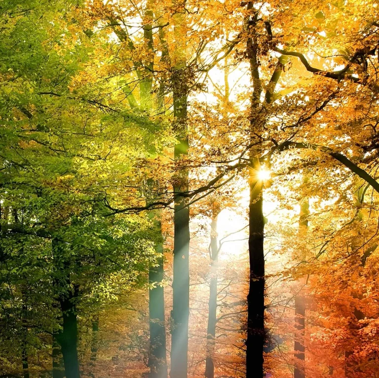 Golden Autumn - Wall Mural 5483 - 4 Panel - 192cm x 260cm — Ảnh 3