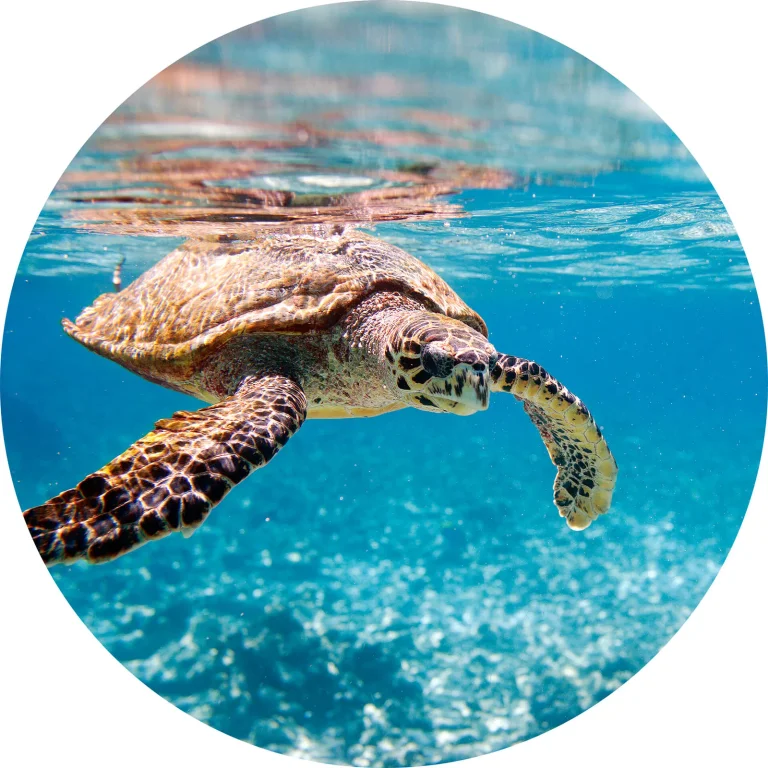 Turtle on Travel - Wall Mural 5505 - Round - 144cm diameter — Ảnh 2
