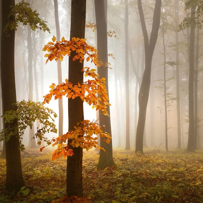 Foggy Autumn Forest - Wall Mural 5153 - 8 Panel - 384cm x 260cm — Ảnh 2