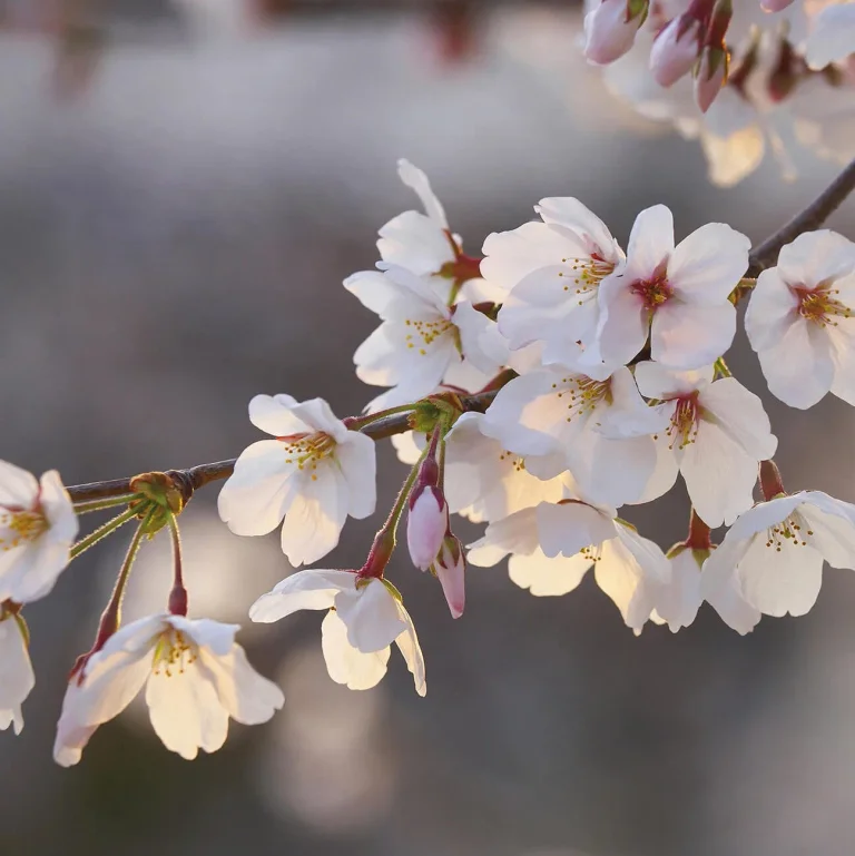 Cherry Blossoms - Wall Mural 5494 - 8 Panel - 384cm x 260cm — Ảnh 5