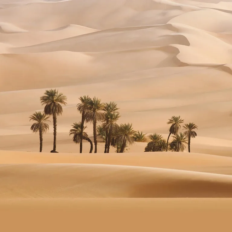 Dune - Wall Mural 5458 - 4 Panel - 192cm x 260cm — Ảnh 4