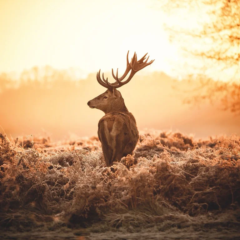 Majestic Deer - Wall Mural 5514 - 4 Panel - 192cm x 260cm — Ảnh 4