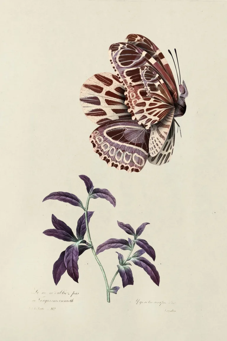 Mimic Moth Plaster — Ảnh 7