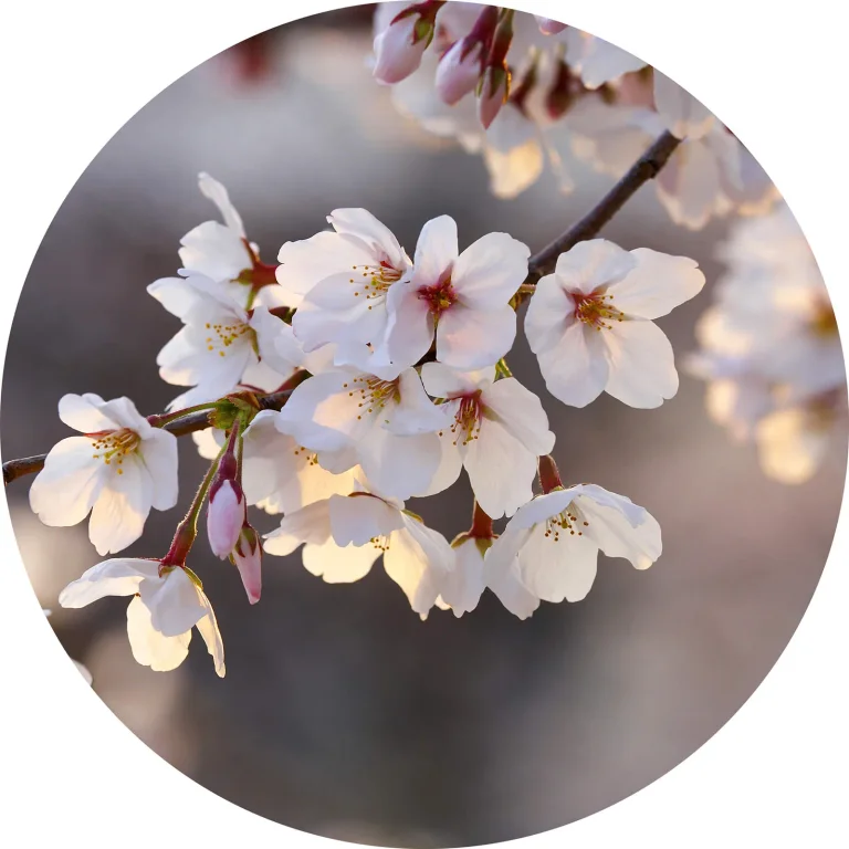 Cherry Blossoms - Wall Mural 5494 - 8 Panel - 384cm x 260cm — Ảnh 6