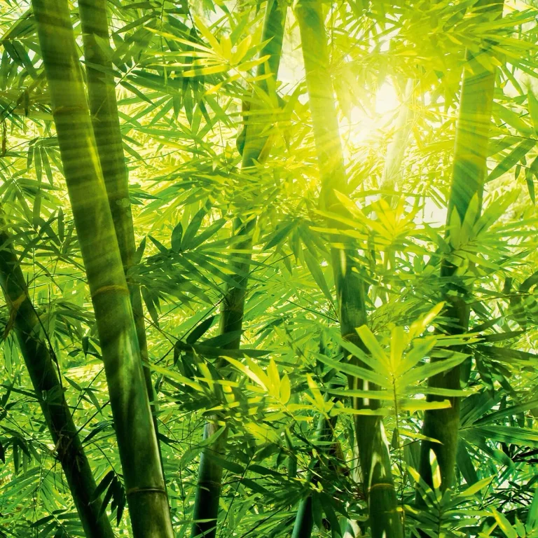 Bamboo Forest - Wall Mural 5403 - 4 Panel - 192cm x 260cm — Ảnh 4