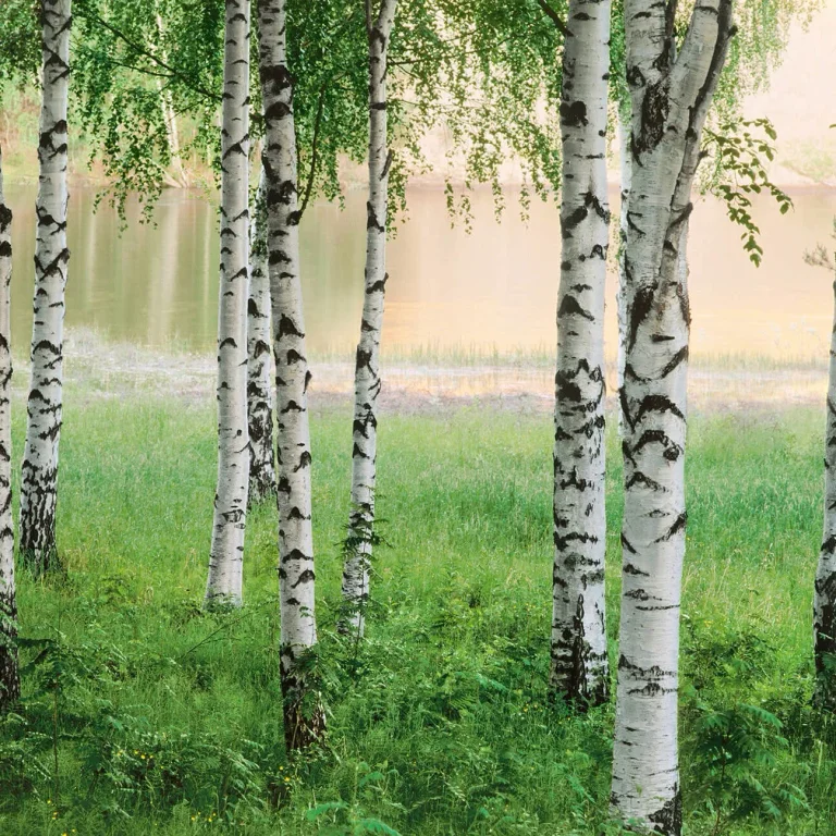 Nordic Forest - Wall Mural 5424 - 8 Panel - 384cm x 260cm — Ảnh 4