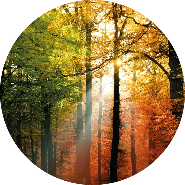 Golden Autumn - Wall Mural 5483 - 4 Panel - 192cm x 260cm — Ảnh 4