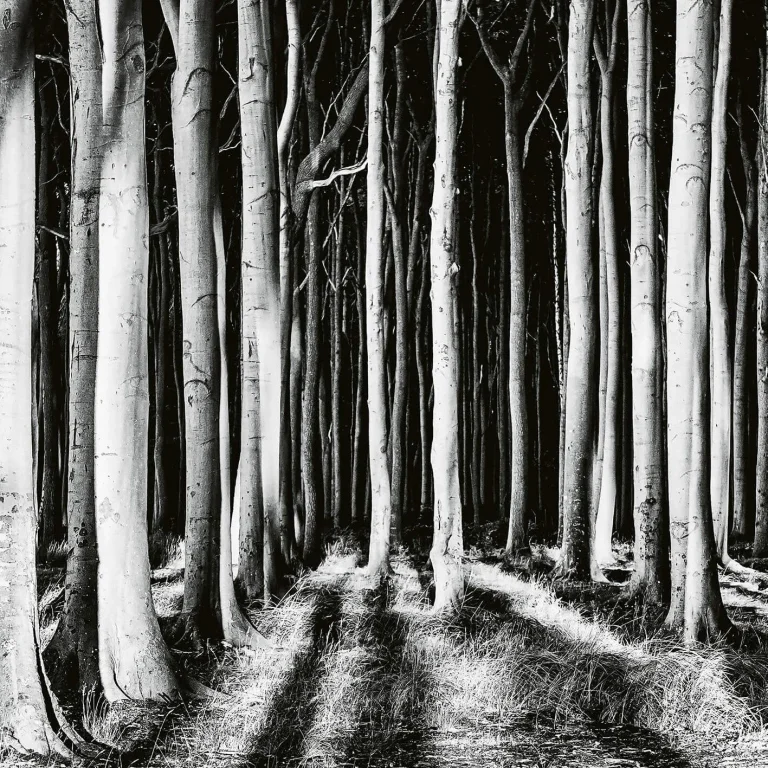 Ghost Forest - Wall Mural 5106 - 4 Panel - 192cm x 260cm — Ảnh 3
