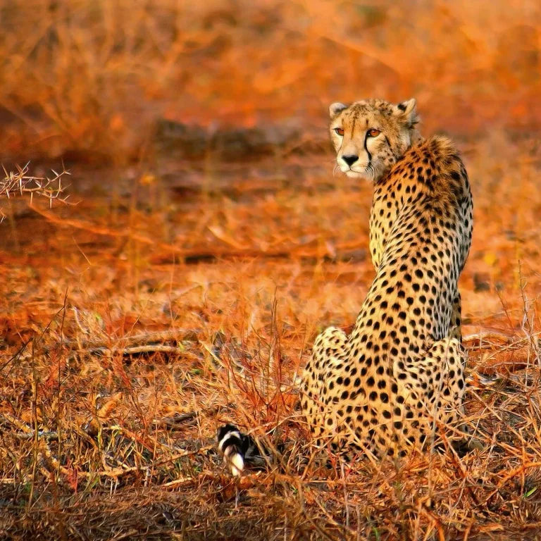 Leopard Safari - Wall Mural 5075 - 4 Panel - 192cm x 260cm — Ảnh 3